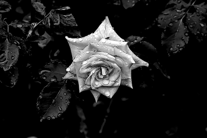 rosa centifolia 2020.05_as_graphic_bw.jpg