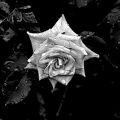 rosa centifolia 2020.05 as graphic bw