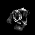 rosa centifolia 2020.09_as_graphic_bw.jpg