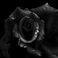 rosa centifolia 2020.10_as_graphic_bw.jpg
