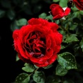 rosa centifolia 2020.11_as.jpg