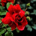 rosa centifolia 2020.12 as