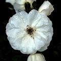 rosa centifolia 2020.13 as