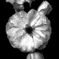 rosa centifolia 2020.13 as graphic bw
