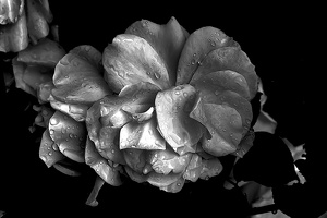 rosa centifolia 2020.14 as graphic bw