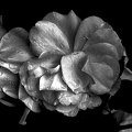 rosa centifolia 2020.14 as graphic bw
