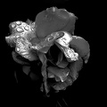 rosa centifolia 2020.15 as graphic bw