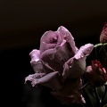 rosa centifolia 2020.16_as_1.jpg