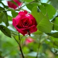 rosa centifolia 2020.17_as.jpg