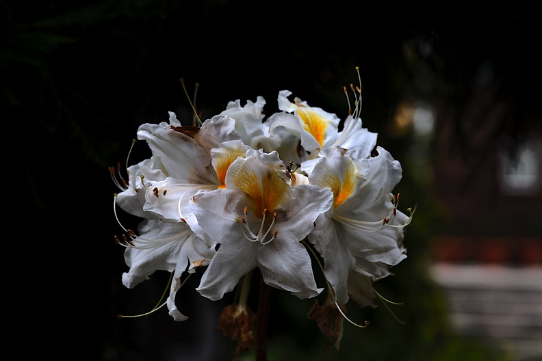 white rhododendron 2020.01_as.jpg