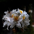 white rhododendron 2020.01_as.jpg
