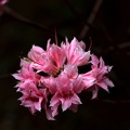 pink rhododendron 2020.03_as.jpg
