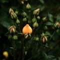 rosa centifolia 2020.25 as