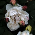 rosa centifolia 2020.24_as.jpg