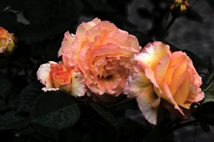 rosa centifolia 2020.23 as