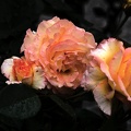 rosa centifolia 2020.23_as.jpg