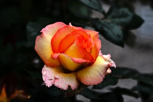 rosa centifolia 2020.19 as