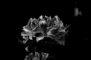white rhododendron 2020.02 as graphic bw