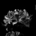 white rhododendron 2020.02 as graphic bw