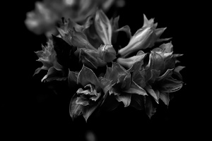 pink rhododendron 2020.02 as graphic bw