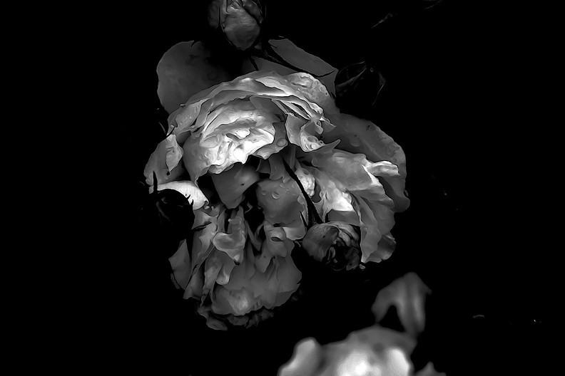 rosa centifolia 2020.24_as_graphic_bw.jpg