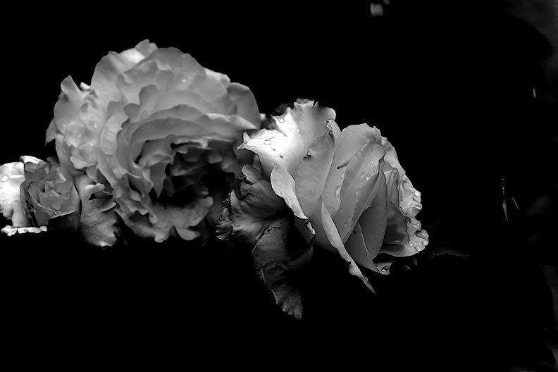 rosa centifolia 2020.22_as_graphic_bw.jpg