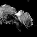rosa centifolia 2020.22_as_graphic_bw.jpg