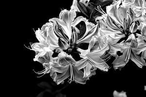white rhododendron 2020.04 as look bw