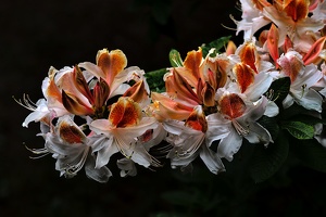 white rhododendron 2020.05 as