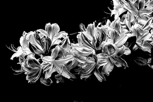 white rhododendron 2020.05 as look bw