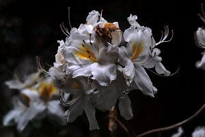 white rhododendron 2020.06 as