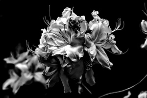 white rhododendron 2020.06 as look bw