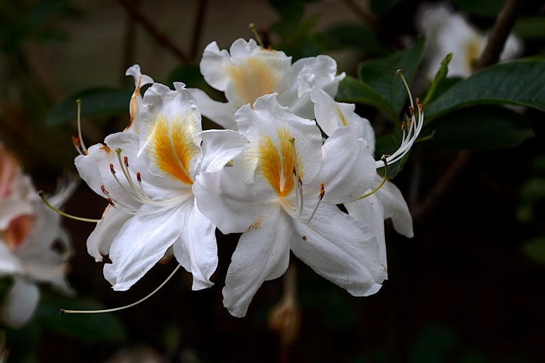 white rhododendron 2020.07_as.jpg