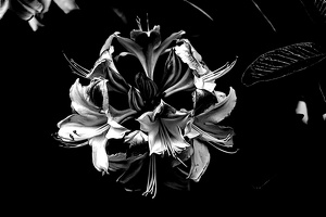 white rhododendron 2020.10 as look bw