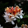 white rhododendron 2020.12_as.jpg