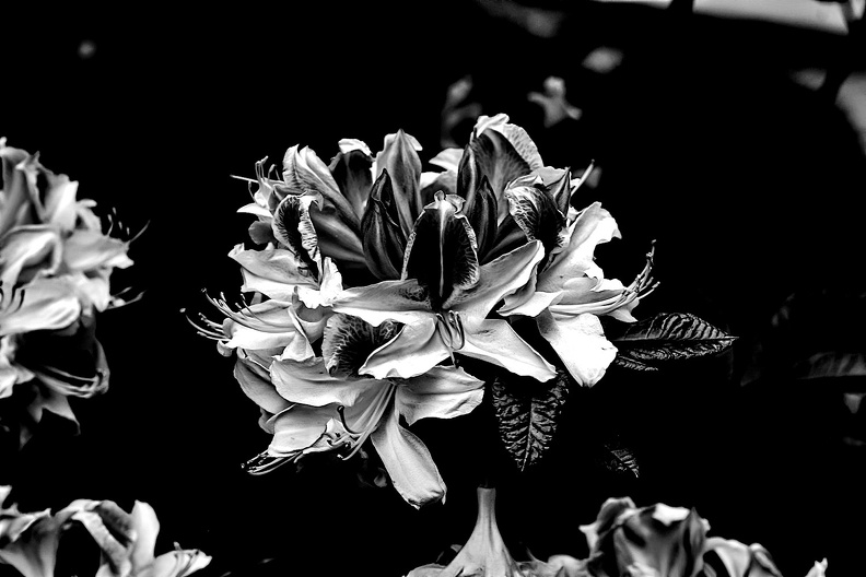 white rhododendron 2020.12_as_look_bw.jpg