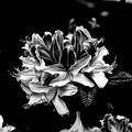 white rhododendron 2020.12 as look bw