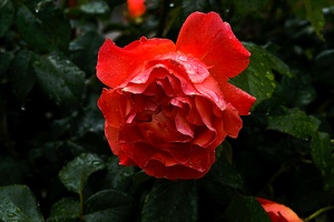 rosa centifolia 2020.28 as