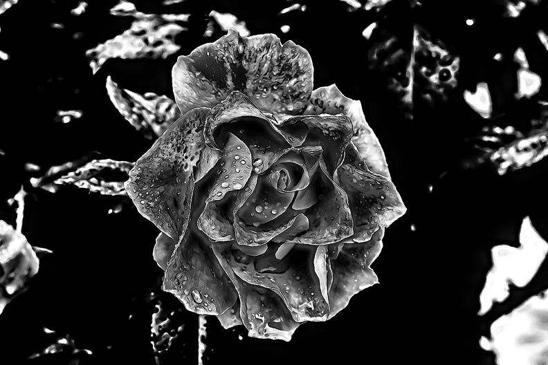 rosa centifolia 2020.29_as_graphic_bw.jpg