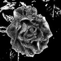 rosa centifolia 2020.29 as graphic bw