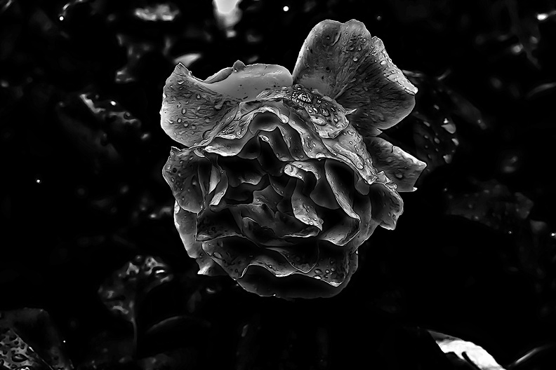 rosa centifolia 2020.28_as_graphic_bw.jpg