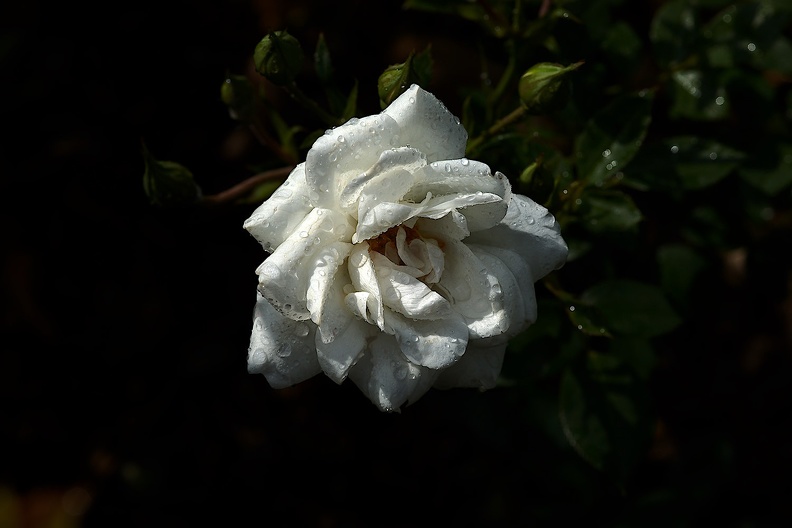 rosa centifolia 2020.31_as.jpg