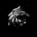rosa centifolia 2020.31_as_graphic_bw.jpg