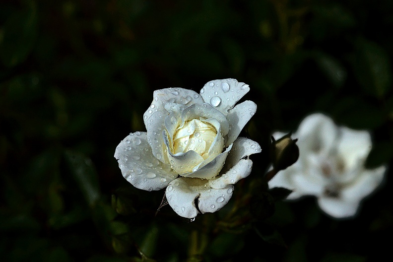 rosa centifolia 2020.32_as.jpg