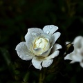 rosa centifolia 2020.32_as.jpg