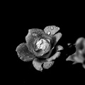 rosa centifolia 2020.32 as graphic bw
