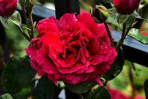 rosa centifolia 2020.33 as