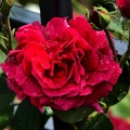 rosa centifolia 2020.33_as.jpg