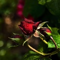 rosa centifolia 2020.34_as.jpg