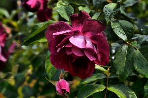 rosa centifolia 2020.38 as